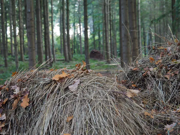 Vagevuurbos en Lippensgoed-Bulskampveld (België)